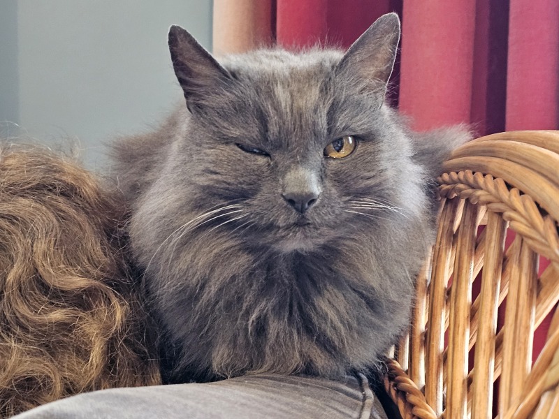 The One where TC moved to Scotland and joined the Excellent Cats