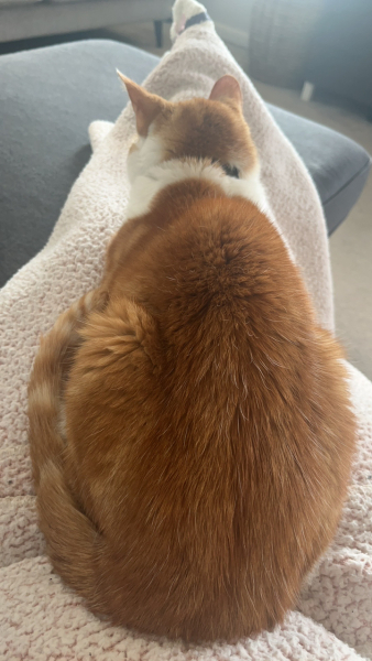 Thread 49 Sunak: He Left them on the beaches