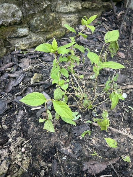 What’s been eating my hydrangea?