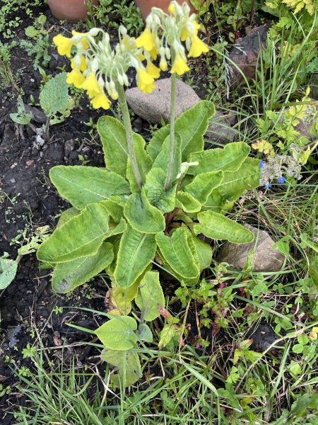 Plant ID help please