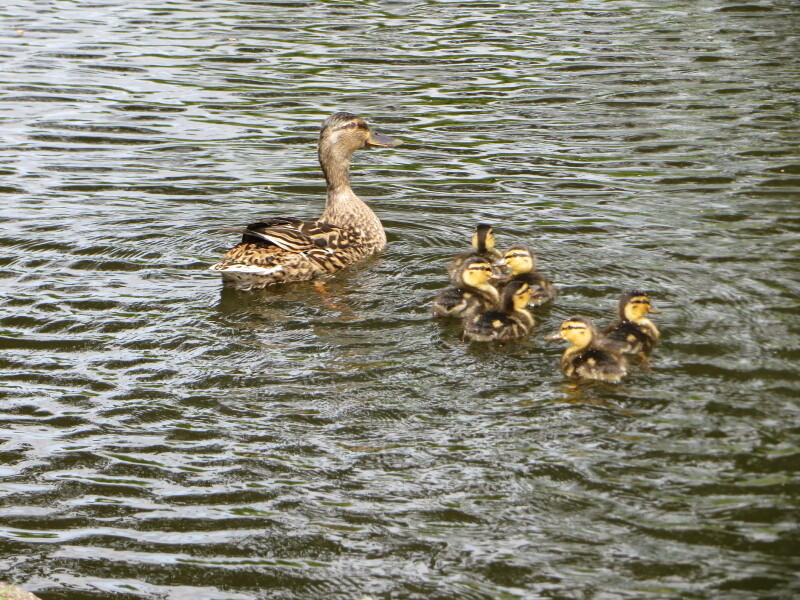 Thread 52 Sunak: The Final Countdown