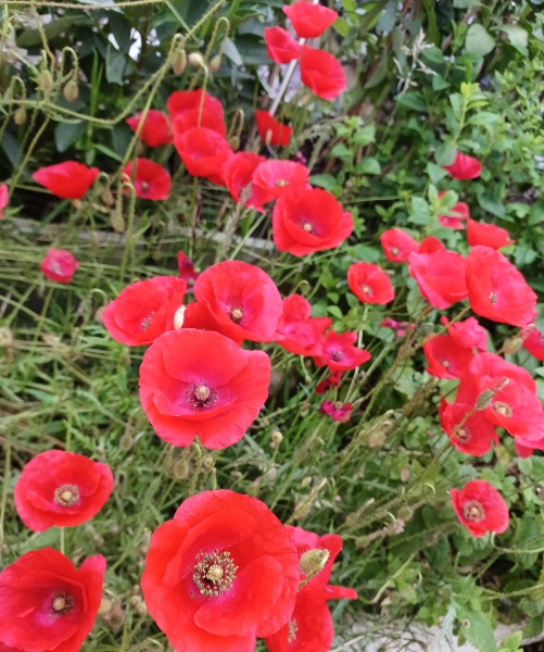 Thread 52 Sunak: The Final Countdown