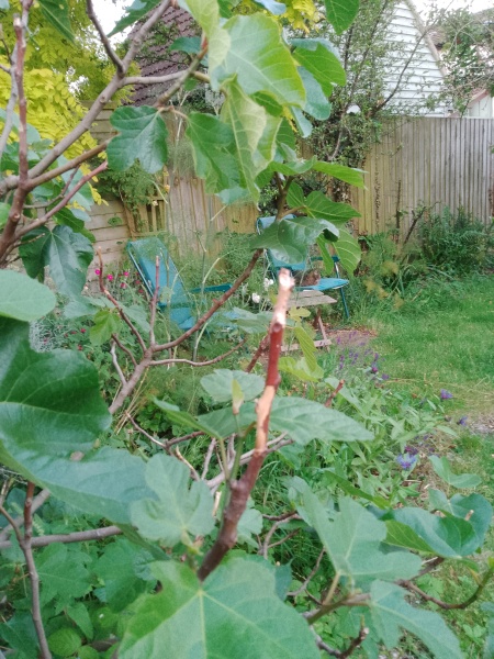 Fig tree