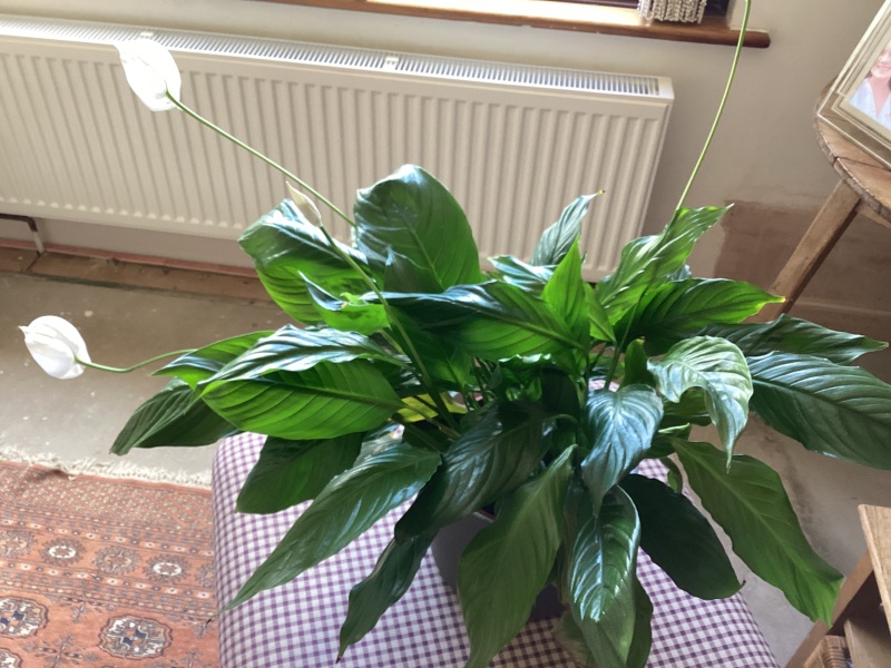 Sodding peace lily