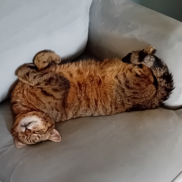 The One where TC moved to Scotland and joined the Excellent Cats