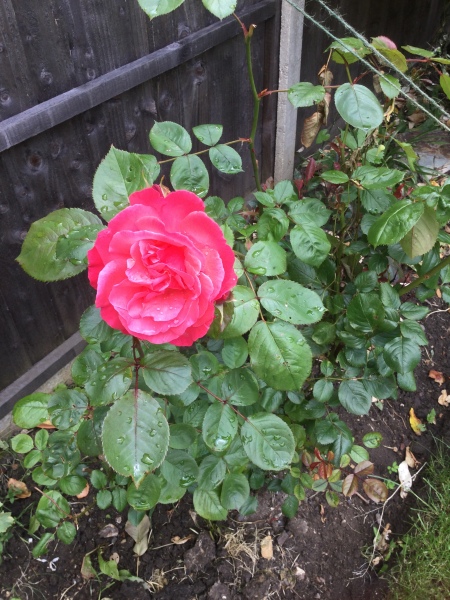 Thread 49 Sunak: He Left them on the beaches