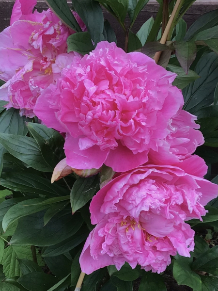 Thread 51 Sunak: A William Hill to die on