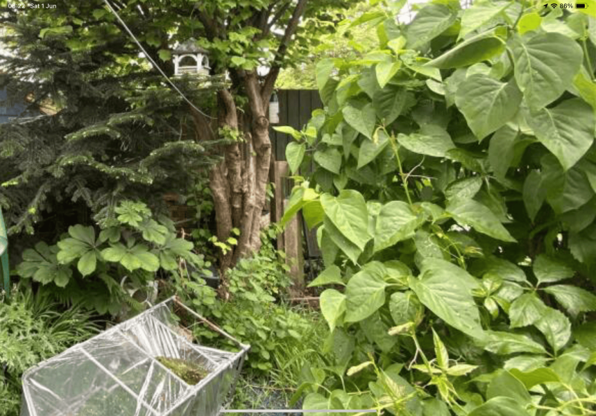 Does this look like Japanese knotweed?
