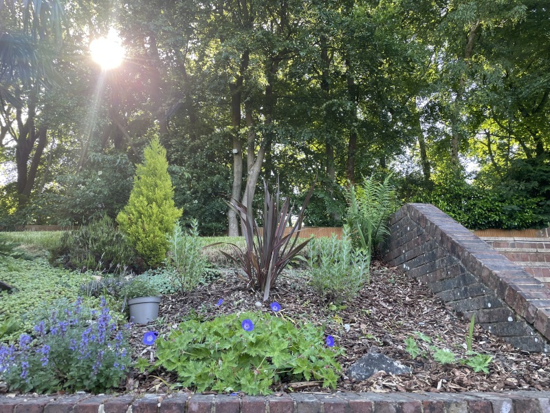 Perennials like Geranium Rozanne?