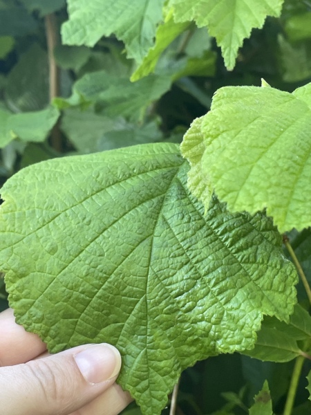 What is this tree/plant please?