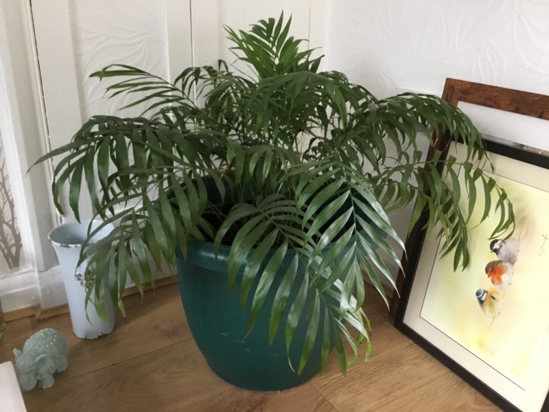 Suggest some lovely indoor plants please