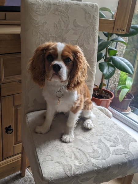 Puppy Survival Thread for New and Old Pups - Spring is around the corner!