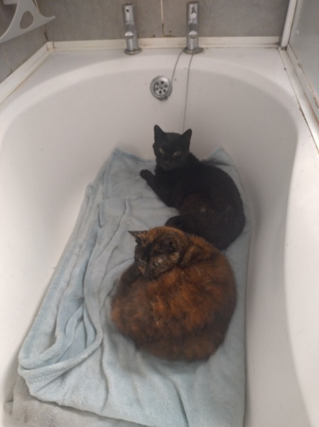 The One where TC moved to Scotland and joined the Excellent Cats