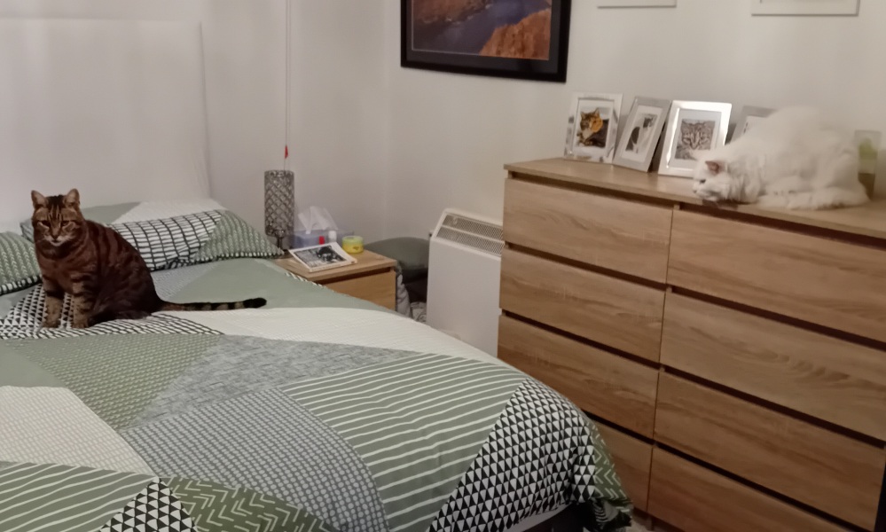 The One where TC moved to Scotland and joined the Excellent Cats