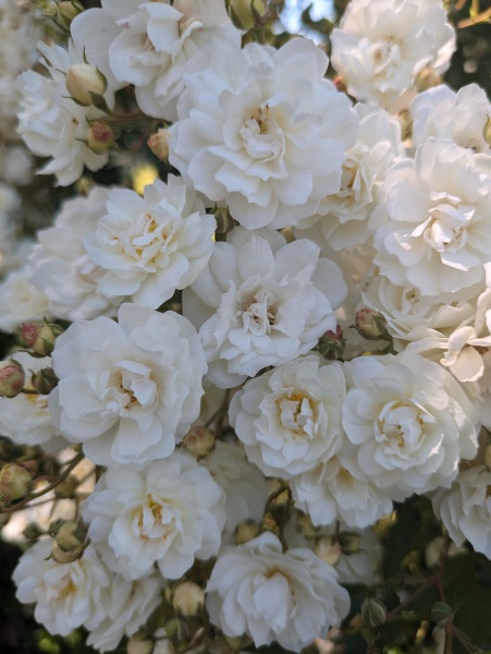Identify this White Rose!