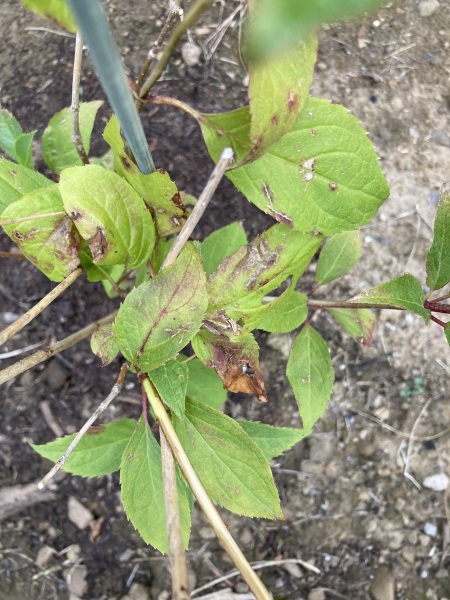 Me again, what’s wrong with my hydrangea this time?