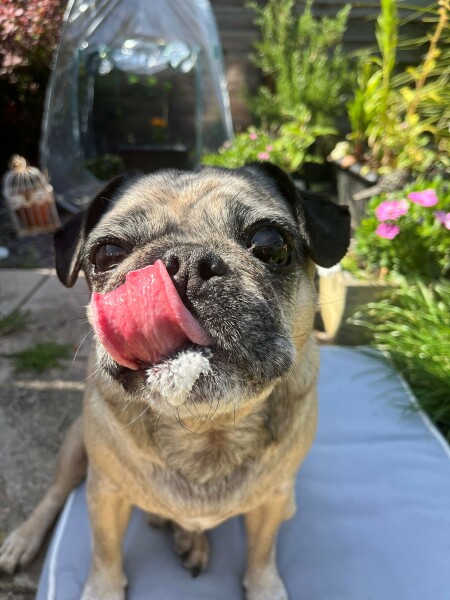 brachycephalic dogs