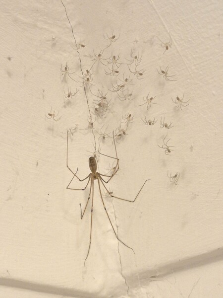 Awww mama spider had babies