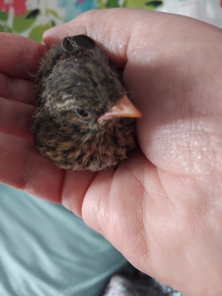 My dog just killed a bird and I'm devastated (TW)