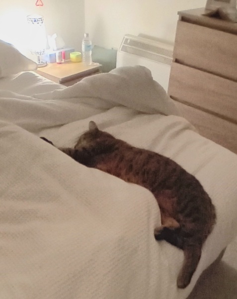 The One where TC moved to Scotland and joined the Excellent Cats