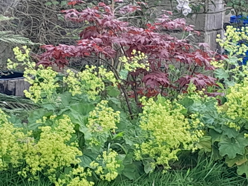 What have you done in the garden today? Part 5