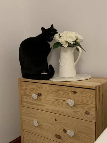 Do you have .... In your home?