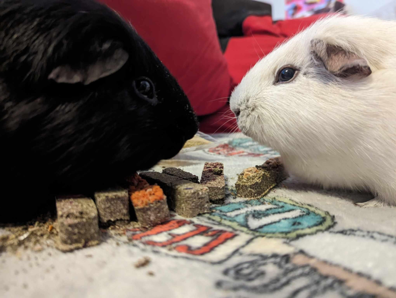 Spring has sprung...let's Countdown to Christmas 2024 (Thread 2)