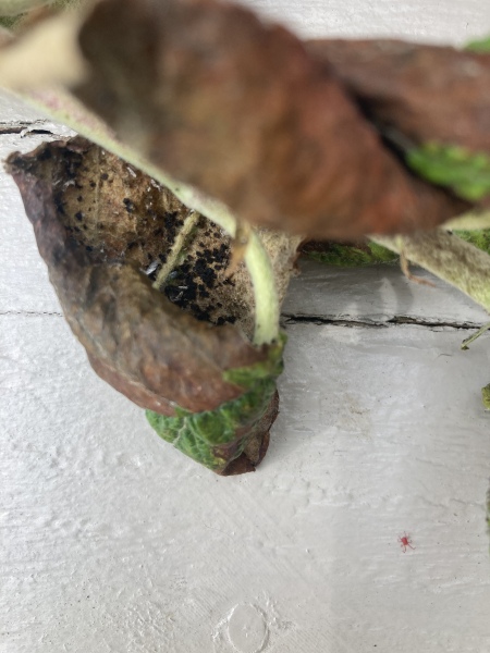What’s happening to our Apple Tree?