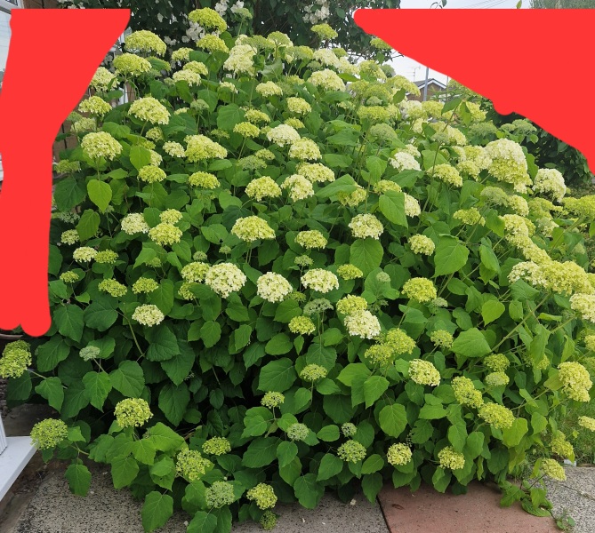 Giant hydrangea taking over my garden