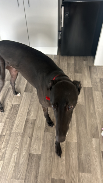 Dog smell - I didn't think of this before getting one