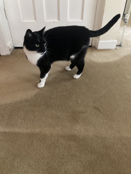 Thread 50 Sunak: Civil war, what civil war?