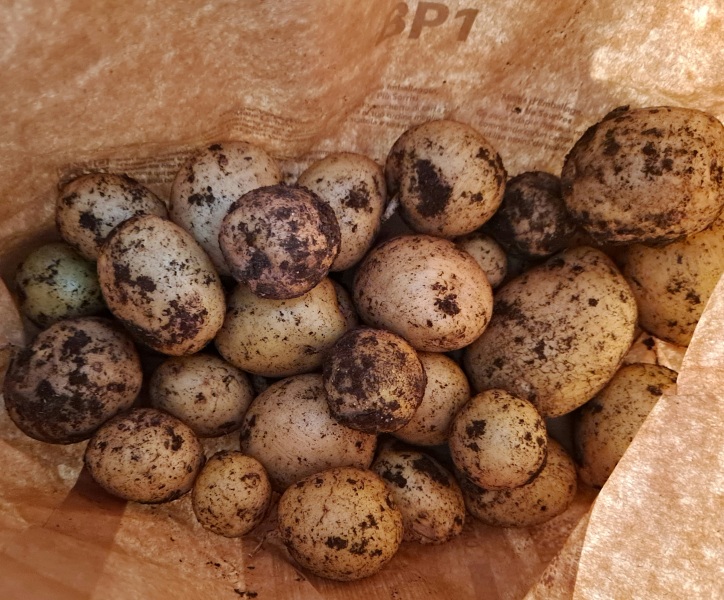 Harvesting potatoes