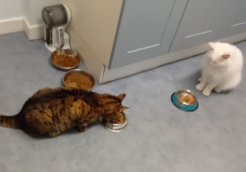 The One where TC moved to Scotland and joined the Excellent Cats