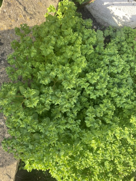 Plant ID help please
