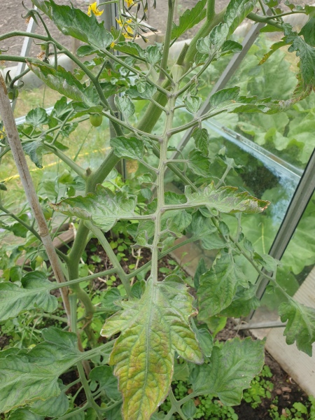My tomato plants have brown spots, what can I do?