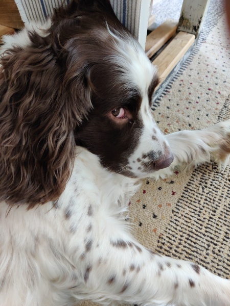 Thread 48 - Sunak - Capsized on the Ship of Lies