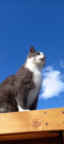 Old boy poss thyroid problems