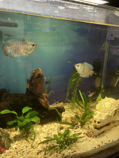 Thread 52 Sunak: The Final Countdown