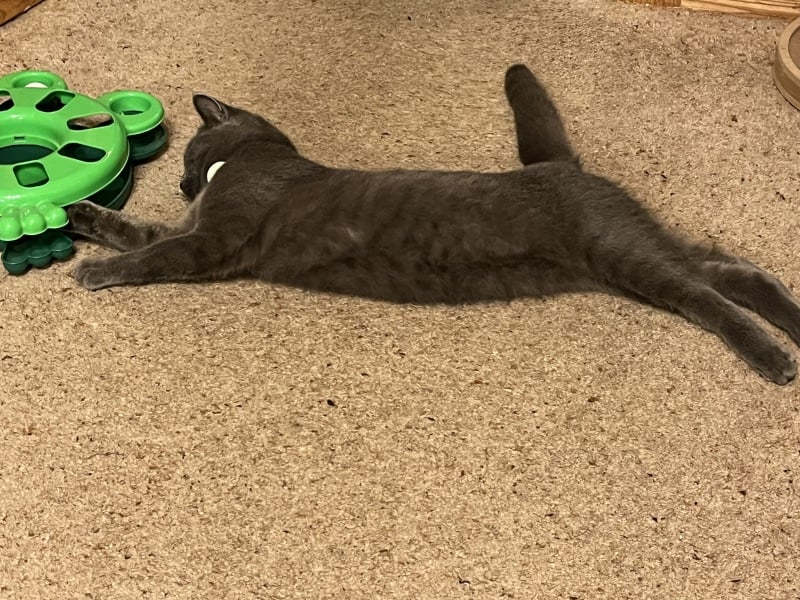 The One where TC moved to Scotland and joined the Excellent Cats