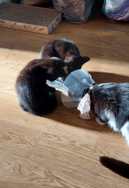 Do you speak 'cat'?