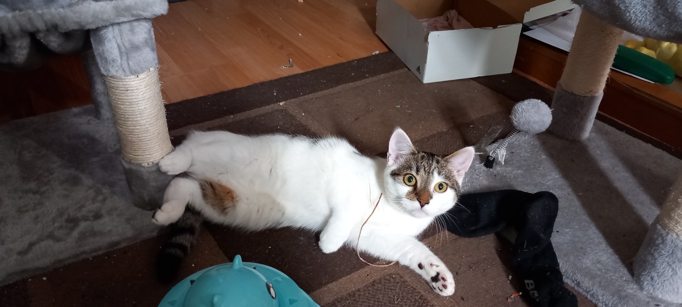 Shall we have a pet thread? Something nice for over the weekend 😁