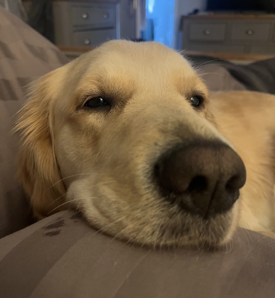 Golden retriever puppy?