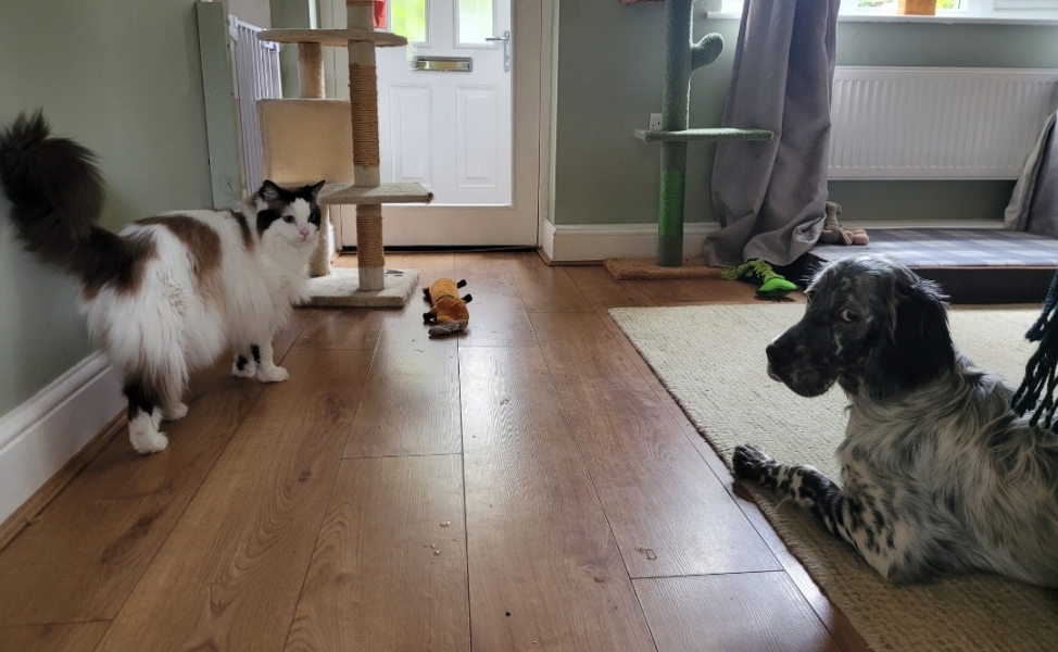 Puppy Survival Thread for New and Old Pups - Spring is around the corner!