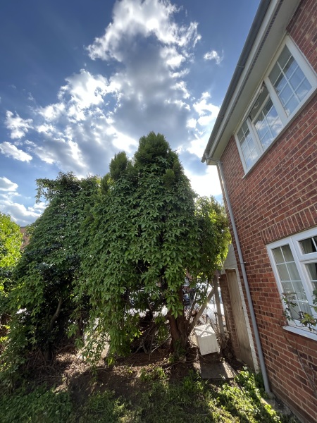 Please help me fix up the garden