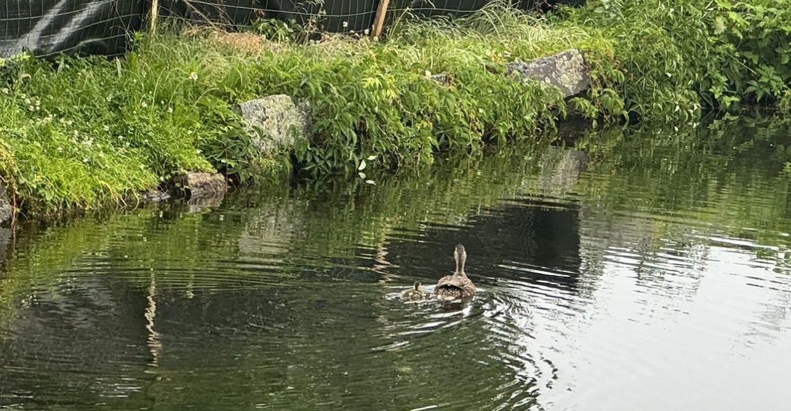 Come and tell me your dull and unexciting news 30: Calmly through the day