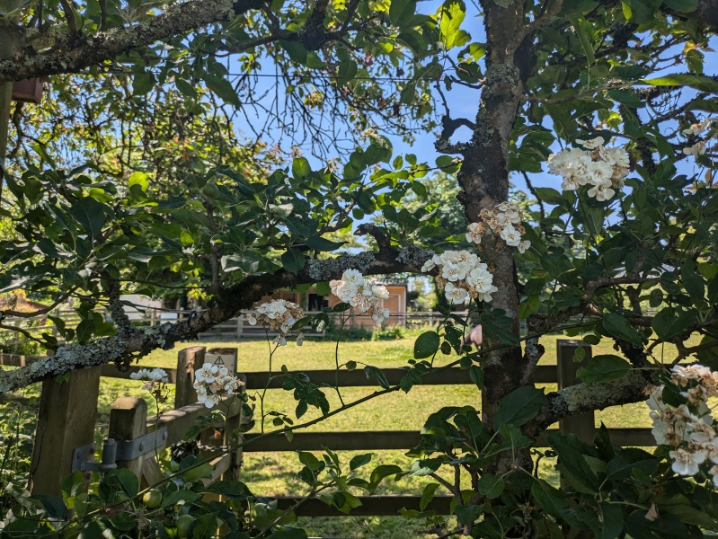 Identify this White Rose!