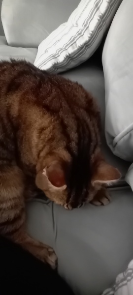 The One where TC moved to Scotland and joined the Excellent Cats