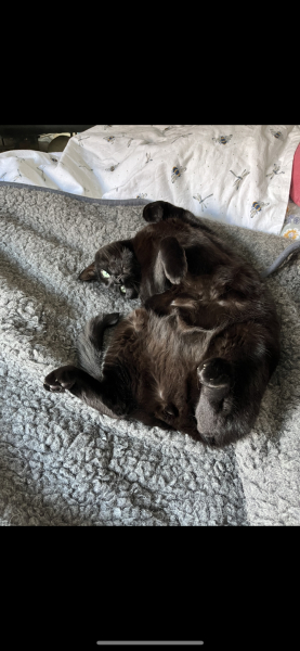 The One where TC moved to Scotland and joined the Excellent Cats