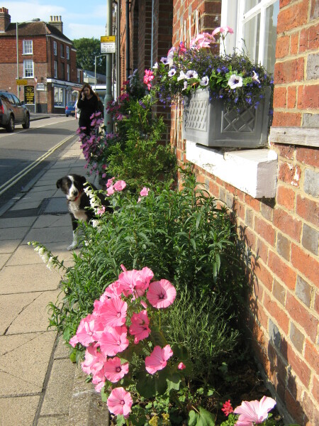 Thread 51 Sunak: A William Hill to die on