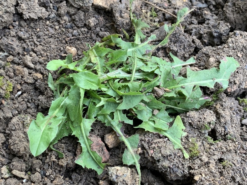Does anyone know what these weeds/plants are?